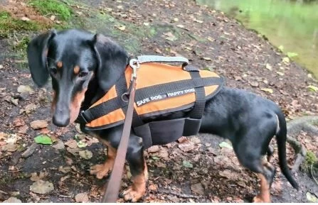 Lindemann Hundeschwimmhilfe 8-15 Kg 1 Lindemann Hundeschwimmhilfe 8-15 Kg